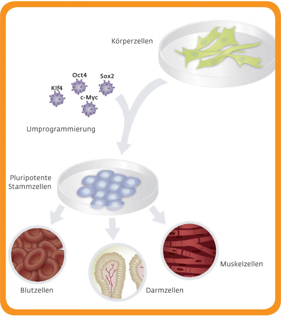 Umprogrammierung von Körperzellen in Stammzellen, Grafik