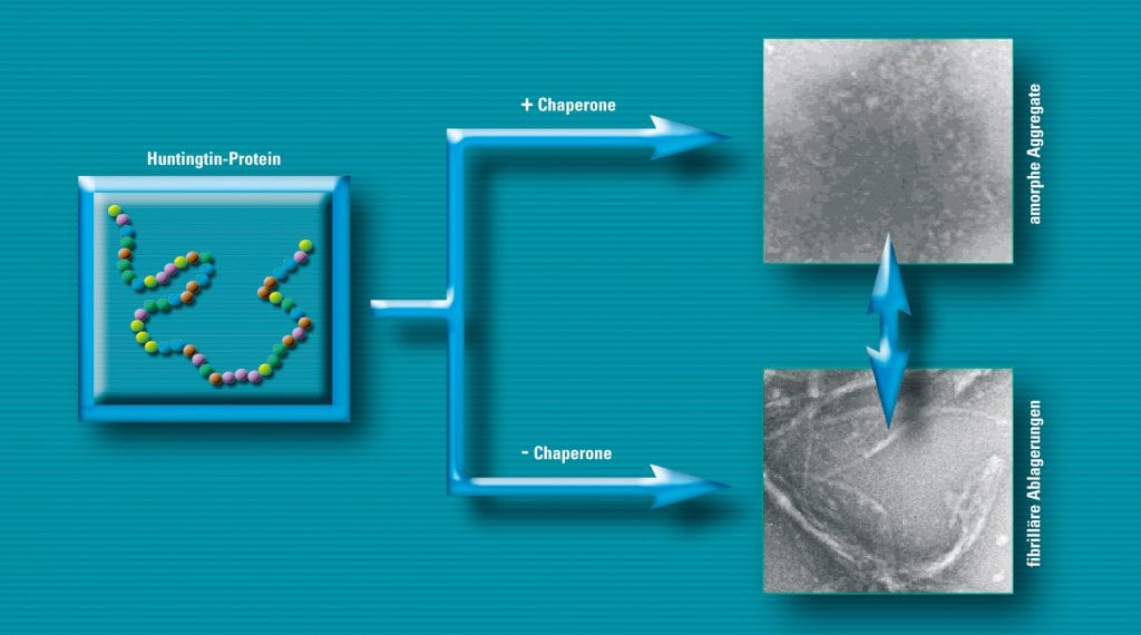 Verhinderung von schädlichen Proteinablagerungen durch eine medikamentös ausgelöste Bildung von Chaperonen im Zellkulturmodell, Grafik