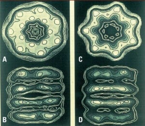 Röntgenstrukturaufnahmen des Chaperons GroEL