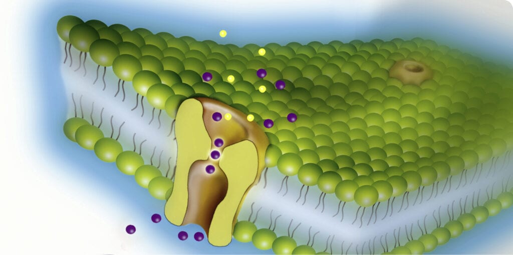 Ionenkanal in der Zellmembran, Illustration