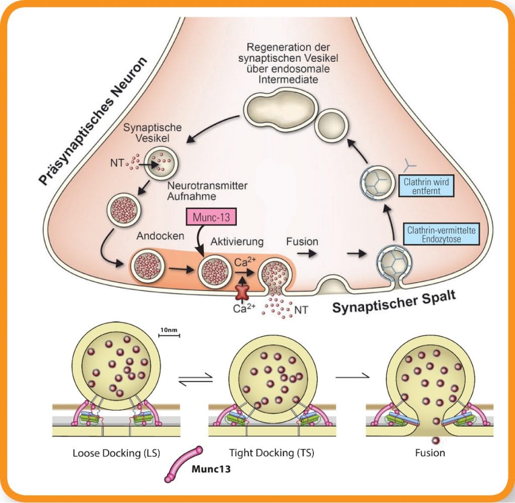 Membran synaptischer Vesikel mit Munc-13-Protein, Grafik