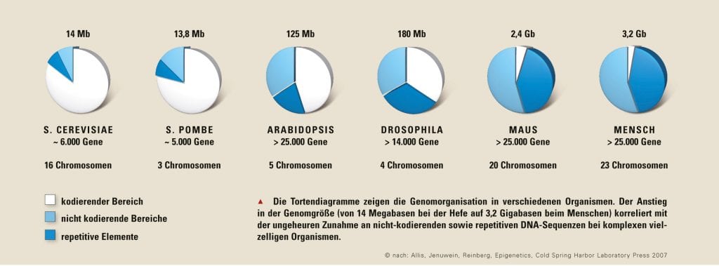 Genomorganisation, Grafik Genomorganisation, Grafik