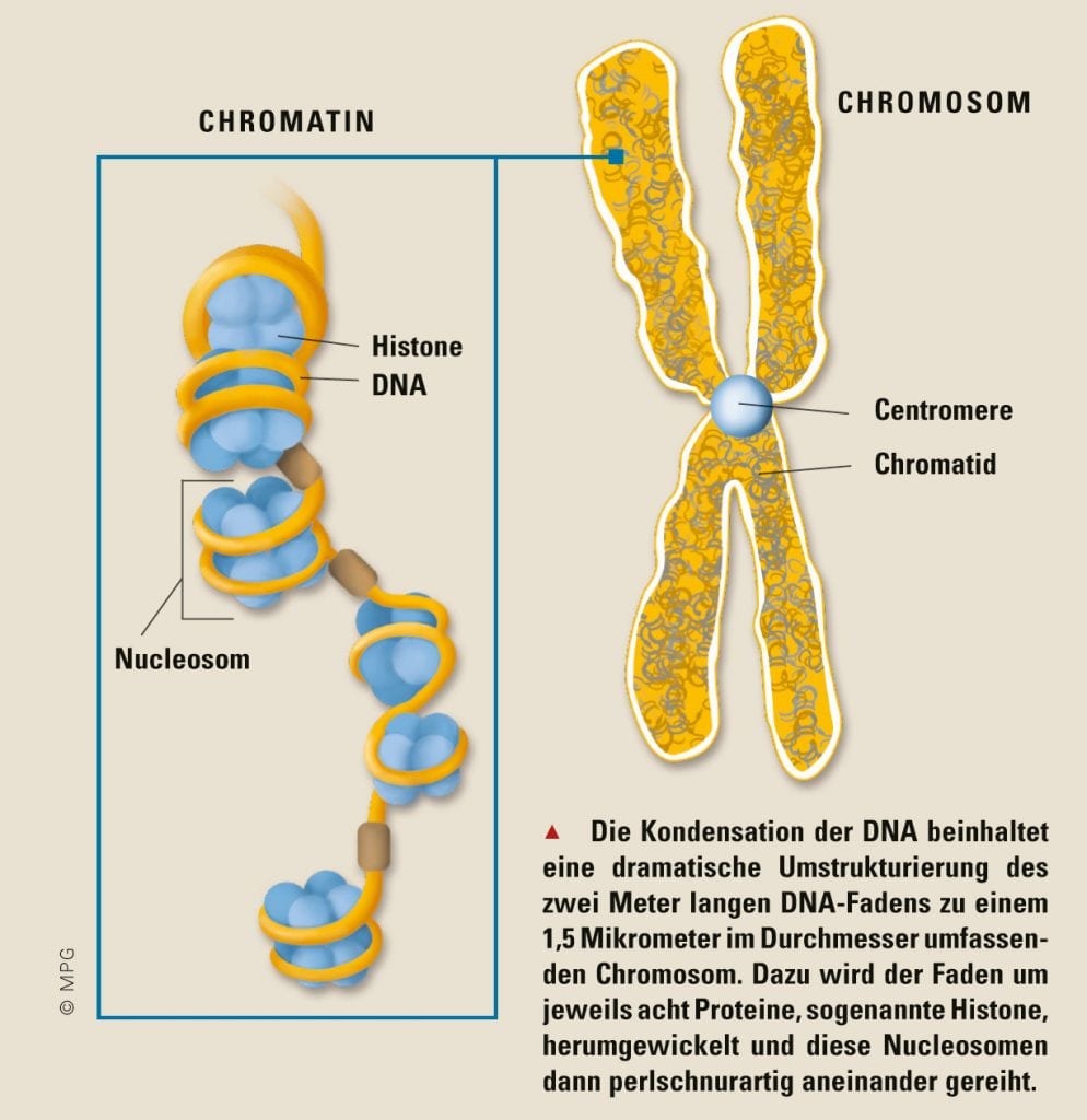 Chromatin und Chromosom, Grafik Chromatin und Chromosom, Grafik