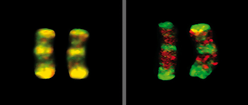 DNA-Methylierung DNA-Methylierung