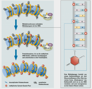 Silencing, ein epigenetischer Mechanismus für die Unterdrückung der Transkription, Grafik Silencing, ein epigenetischer Mechanismus für die Unterdrückung der Transkription, Grafik