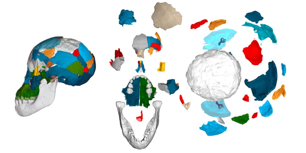 3D-Darstellung eines fossilen Schädels der Art Australopithecus afarensis, farbkodierte Fragmente und Schädelteile in verschiedenen Ansichten 3D-Darstellung eines fossilen Schädels der Art Australopithecus afarensis, farbkodierte Fragmente und Schädelteile in verschiedenen Ansichten