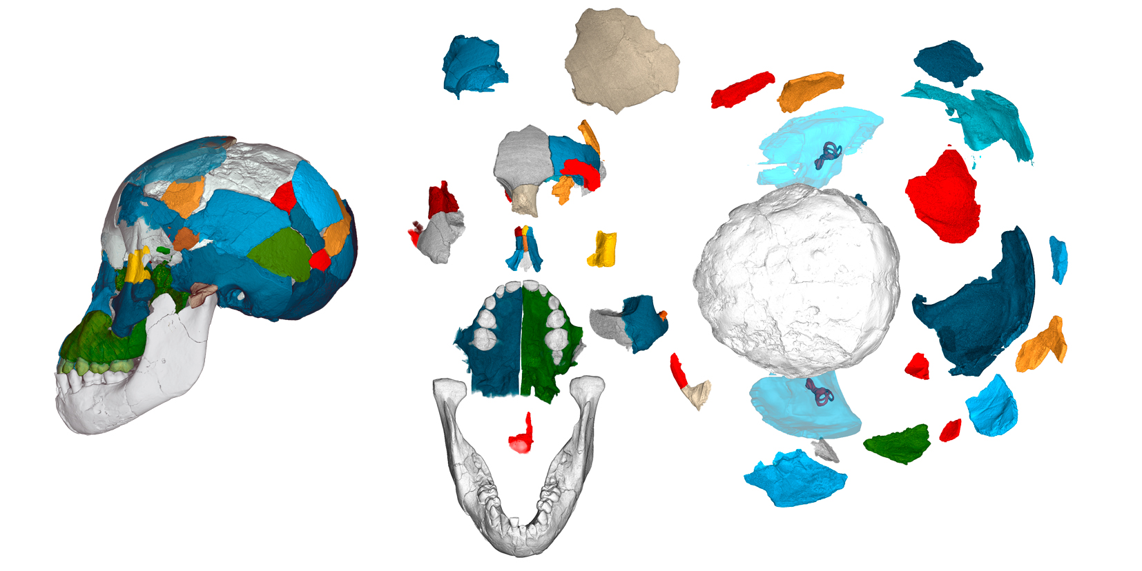 3D-Darstellung eines fossilen Schädels der Art Australopithecus afarensis, farbkodierte Fragmente und Schädelteile in verschiedenen Ansichten