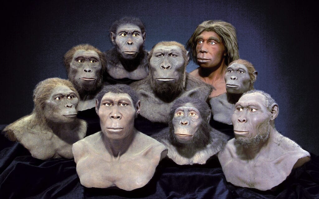 Gesichtsrekonstruktionen Australopithecus afarensis, Kenyanthropus platyops, Paranthropus boisei, Homo neanderthalensis, H. habilis, A. africanus, H. erectus, A. anamensis, H. rudolfensis