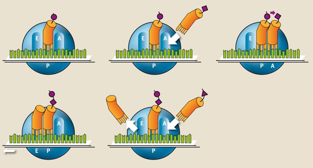 Translation, der letzte Schritt der Proteinbiosynthese, Grafik Translation, der letzte Schritt der Proteinbiosynthese, Grafik