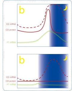Einfluss der circadianen Rhythmik auf den Photoperiodismus, Grafik