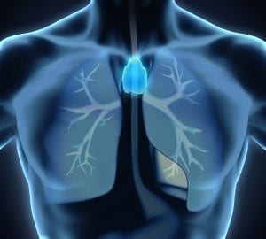 Medizinische Darstellung eines menschlichen Thorax mit hervorgehobenem Thymus und Bronchien Medizinische Darstellung eines menschlichen Thorax mit hervorgehobenem Thymus und Bronchien