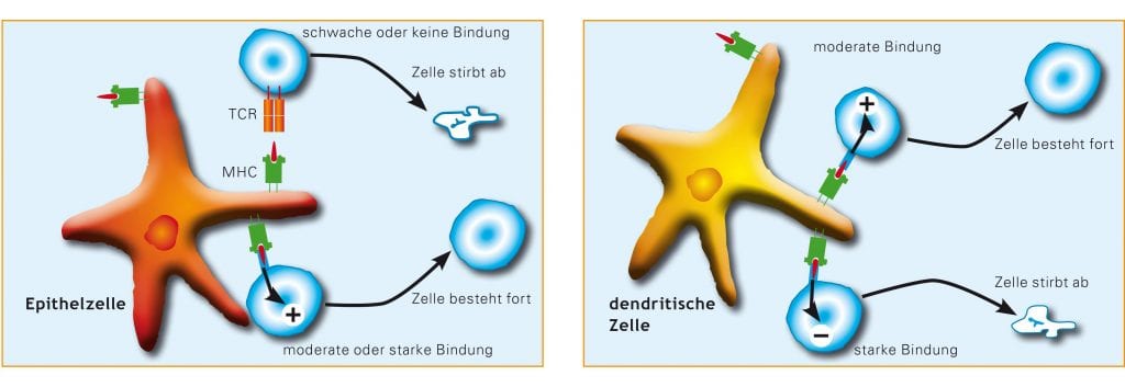 Bildung des T-Zell-Rezeptor-Repertoire, Grafik