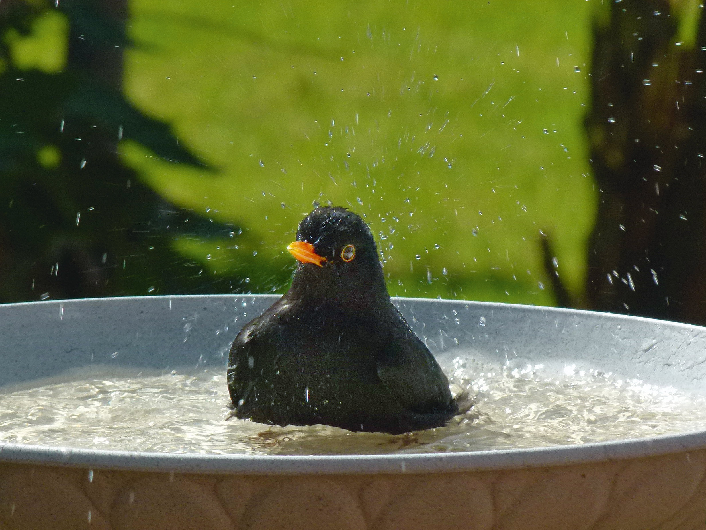 Badende Amsel