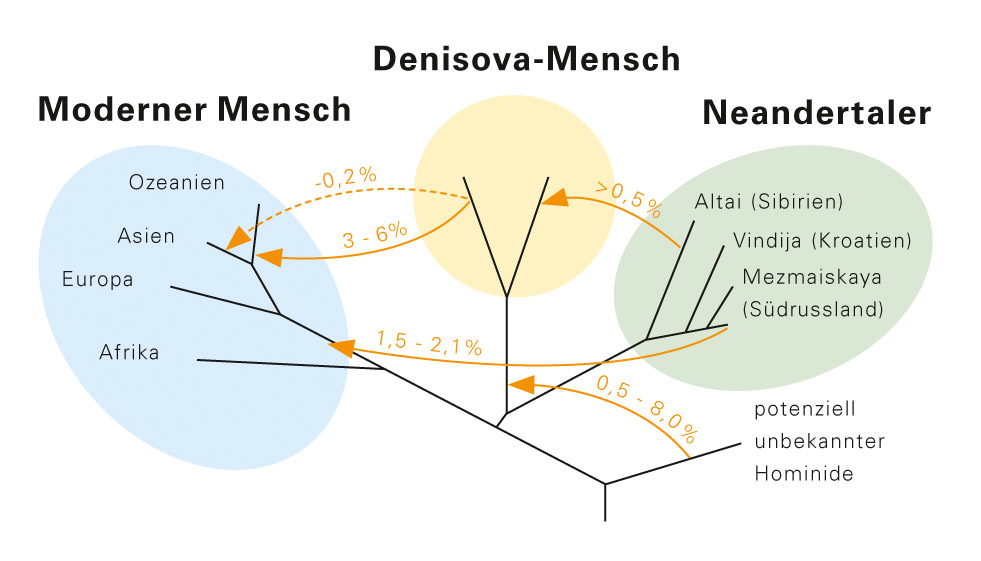 Grafik Genflüsse zwischen Neandertaler, Denisova-Mensch und modernem Menschen