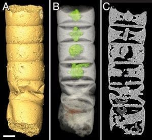 Röntgentomografie eines der fossilen Zellröhrchen (Rafatazmia chitrakootensis)