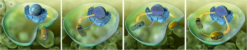 Die Pflanzenzelle und ihre DNA-haltigen Organellen