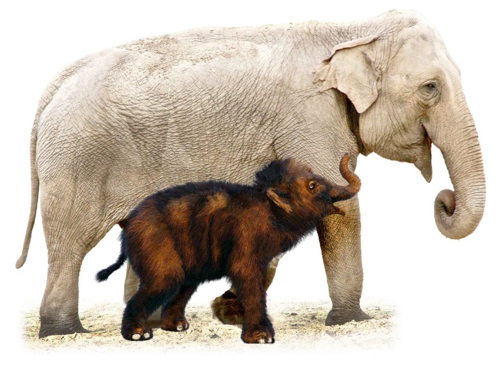 Symbolbild Genome Editing, Elefant und Mammut