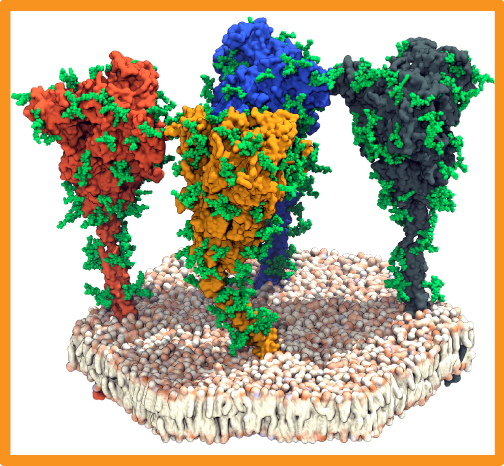 Grafik Spike-Proteine auf der Oberfläche von Sars-CoV-2