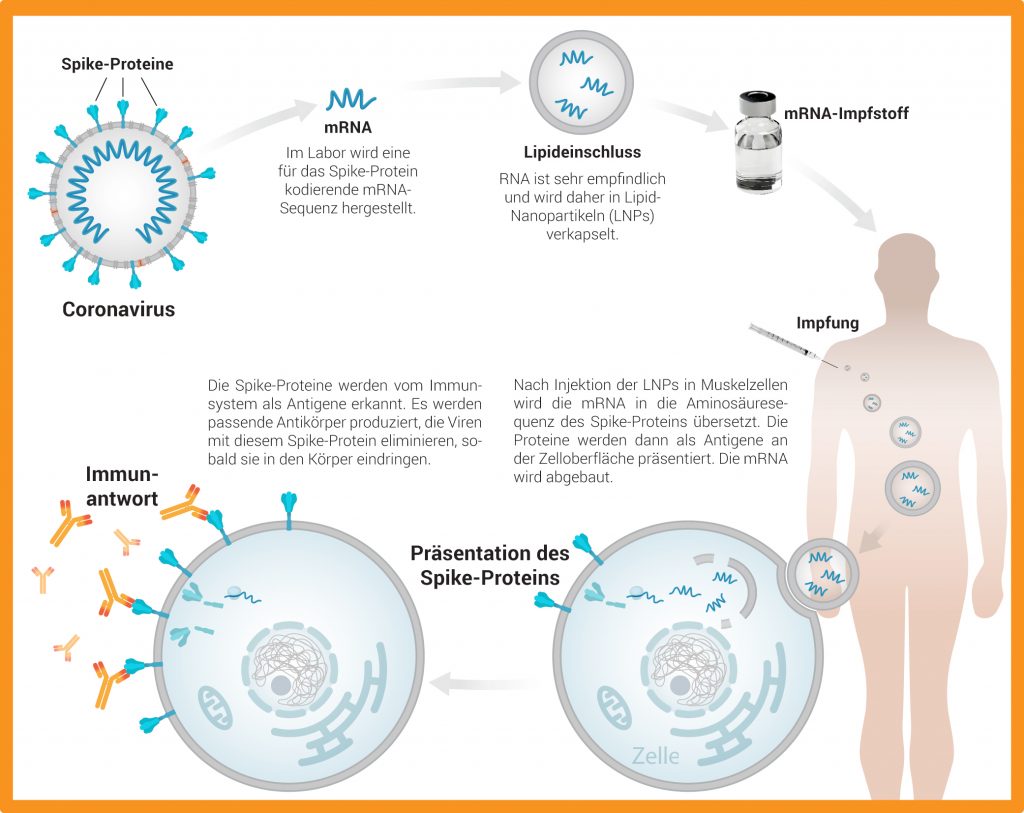Grafik Wirkungsweise der mRNA-Impfstoffe