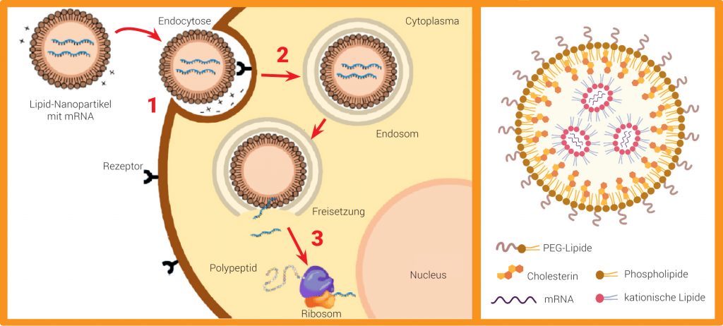 Grafik mRNA-Transport mithilfe von Nanopartikeln