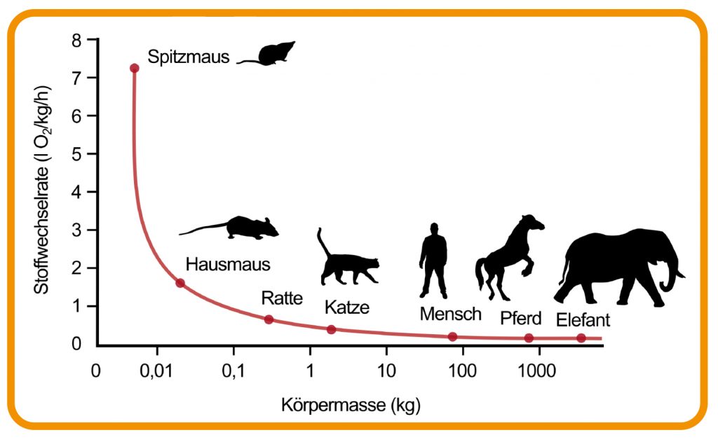 Diagramm zeigt die Beziehung zwischen Stoffwechselrate und Körpermasse bei verschiedenen Tierarten und beim Menschen.