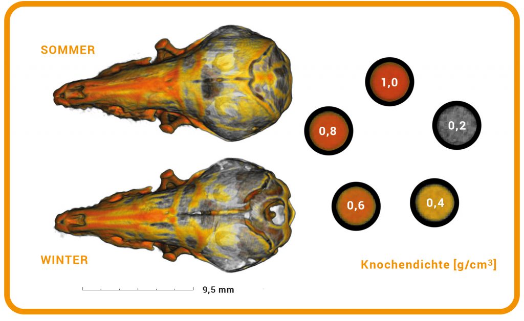 Darstellung eines Spitzmausschädels im Sommer (oben) und Winter (unten), mit Knochendichtewerten von 0,2 bis 1,0 g/cm³. Maßstab zeigt 9,5 mm.