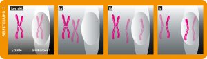 Vergleich der korrekten Chromosomentrennung mit drei fehlerhaften Varianten während der Reifeteilung in Eizellen.