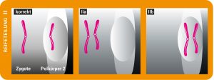 Grafische Darstellung der Reifeteilung II, die die Chromosomenverteilung in der Zygote und dem zweiten Polkörper zeigt, inklusive korrekter und abweichender Teilungen