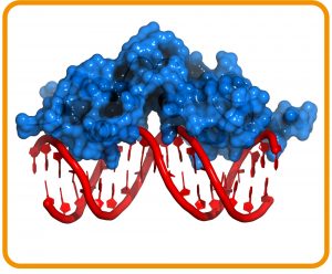 Grafik: Darstellung der DNA und des Glucocorticoid-Rezeptors