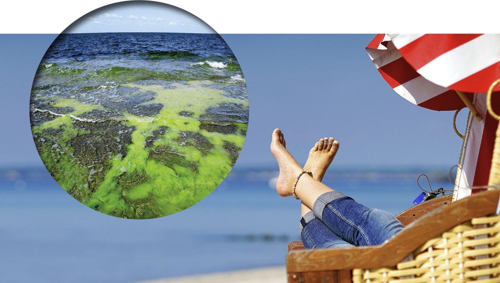 Füße einer Person in einem Strandkorb, daneben ein kreisrundes Bild von Algen im Meer.
