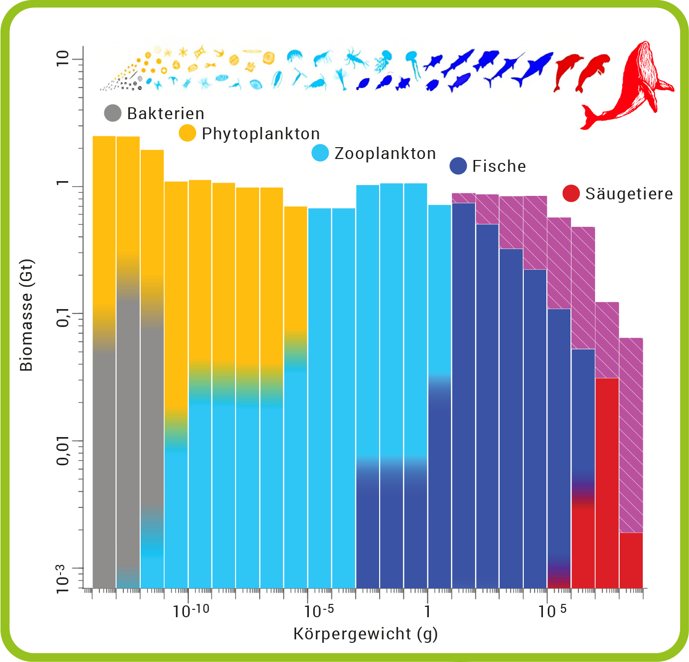 Diagramm illustriert Biomasseverteilung von Organismen, von Bakterien bis Säugetiere, nach Körpergewicht.