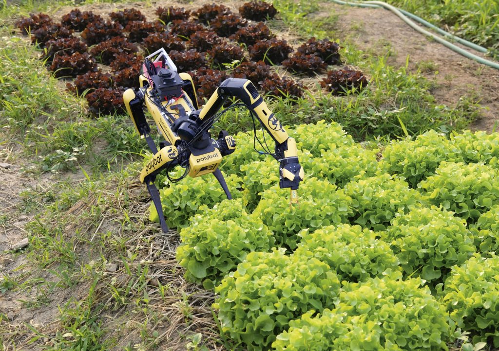 Fotomontage eines Feldroboters mit vier Beinen und einem Greifarm, der sich zwischen Salatpflanzen nach unten neigt.
