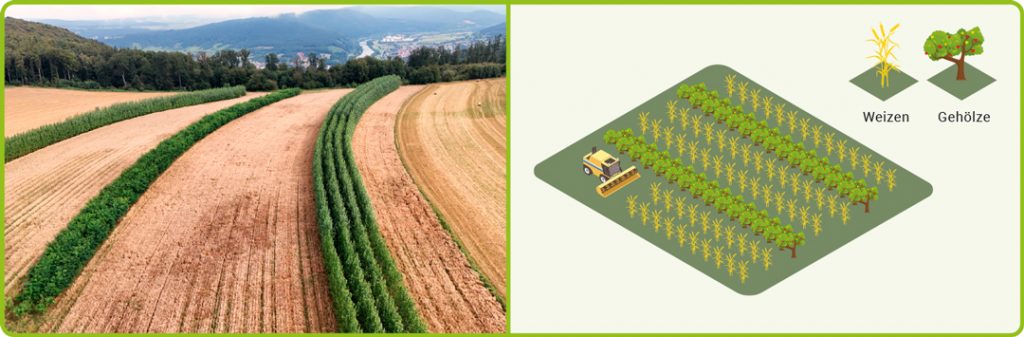 Links ist ein Fotos eines Agroforstsystems zu sehen. Es zeigt ein Feld mit Getreide (gelbe Streifen), die von Gehölzstreifen mit grünen Pappeln durchzogen sind. Die Grafik rechts zeigt den Aufbau eines Agroforstsystems: Icon mit Weizen zeigen die Ackerfläche, Icons mit Bäume die Gehölzstreifen. Im Ackerstreifen ist zusätzlich ein Icon für einen Mähdrescher zu sehen.