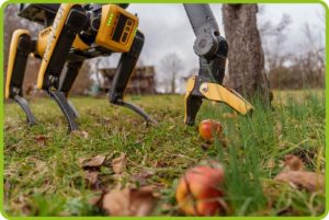 Auf dem Foto ist der Polybot (vierbeiniger Roboter, gelb, mit schwarzen Beinen) auf einer Wiese vor einem Baumstamm zu sehen. Der Greifarm des Roboters greift nach einem roten Apfel, der vor ihm auf dem Boden im Gras liegt.