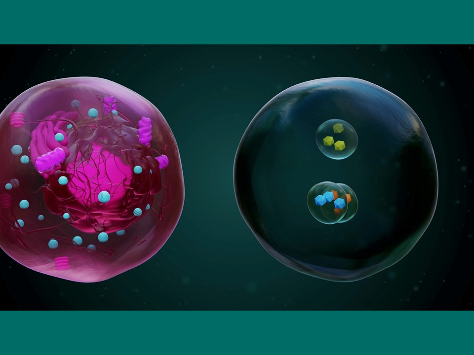 Nanokapseln – Herstellung und Teil künstlicher Zellen | Erklärvideos