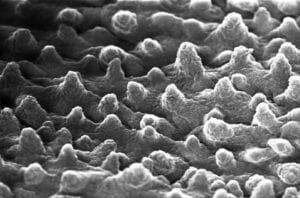 Die Oberfläche eines Lotosblatts unter dem Mikroskop.