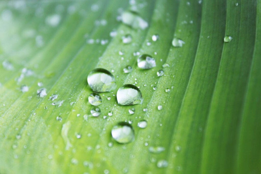 Wassertropfen perlen auf einem Lotosblatt ab ohne eine Spur zu hinterlassen. Wassertropfen perlen auf einem Lotosblatt ab ohne eine Spur zu hinterlassen.