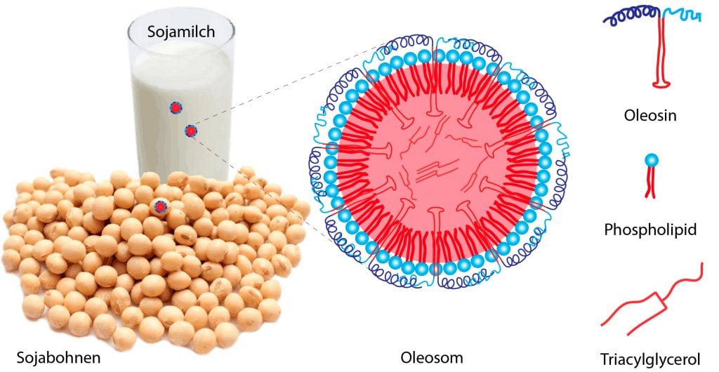 Oleosom in Sojabohnen