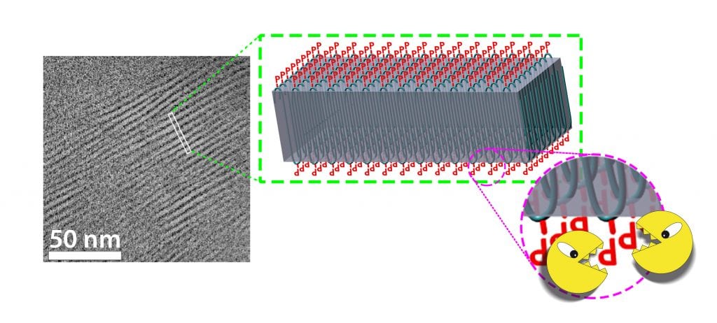 Elektronenmikroskopisches Bild eines Mainzer „Biopolymerkristalls“, Grafik Elektronenmikroskopisches Bild eines Mainzer „Biopolymerkristalls“, Grafik