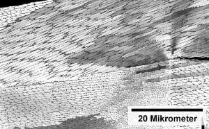 Die polierte und angeätzte Oberfläche einer Nickel-Legierung, Elektronenmikroskopbild