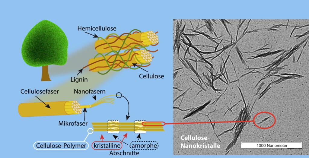 Pflanzenfaser, Cellulosefaser und deren Aufbau bis zum Cellulose-Nanokristall., Grafik  und ein ungefähr 200 nm langer Cellulose-Nanokristall, Grafik