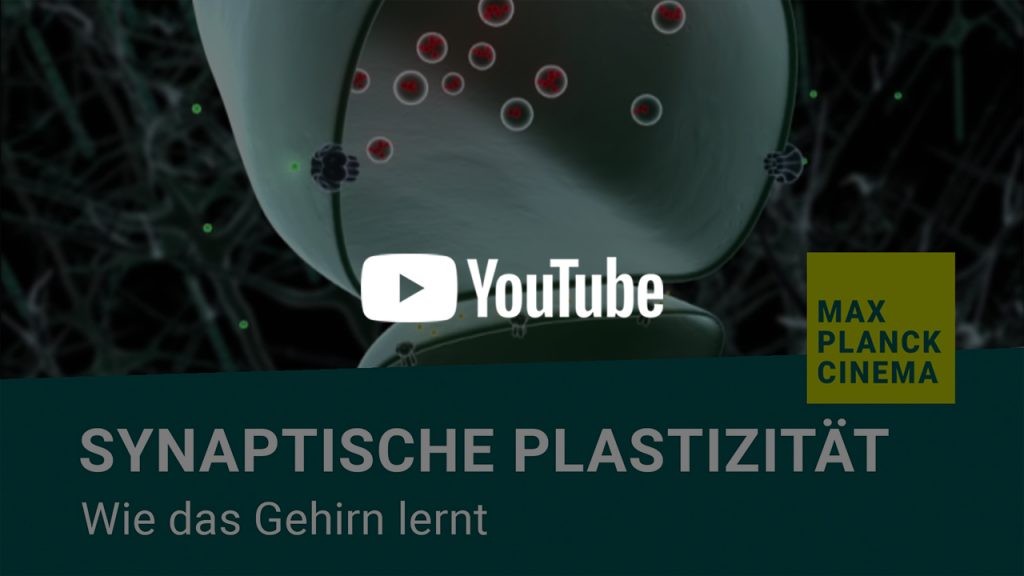 Synaptische Plastizität - wie das Gehirn lernt | Max-Planck-Cinema