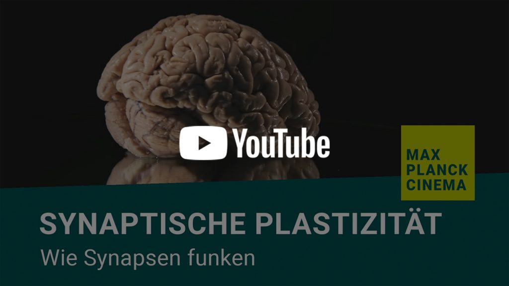 Synaptische Plastizität - wie Synapsen funken | Max-Planck-Cinema