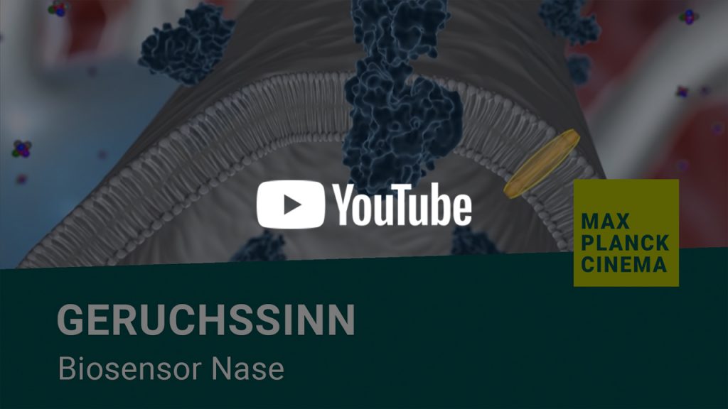 Geruchssinn - Biosensor Nase | Max-Planck-Cinema