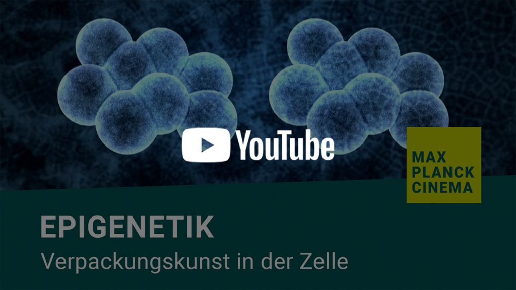 Epigenetik - Verpackungskunst in der Zelle | Max-Planck-Cinema
