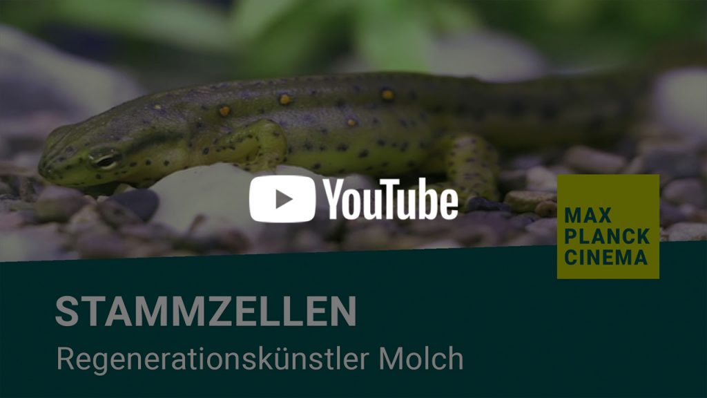 Stammzellen - Regenerationskünstler Molch | Max-Planck-Cinema