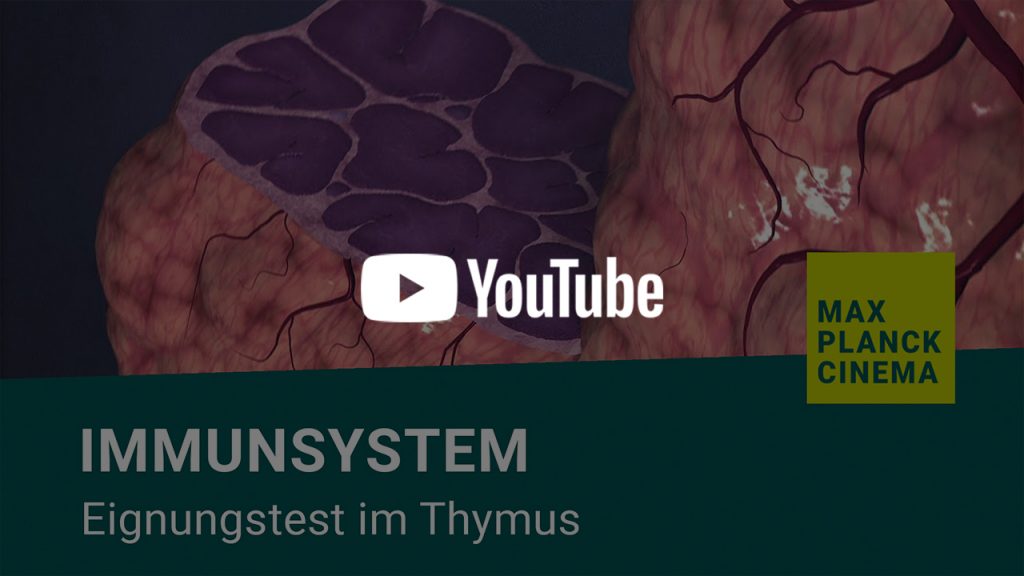 Immunsystem - Eignungstest im Thymus | Max-Planck-Cinema