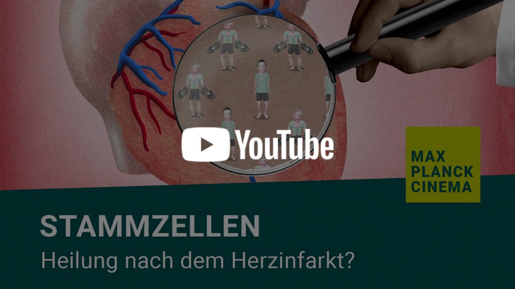 Stammzellen - Heilung nach dem Herzinfarkt? | Max-Planck-Cinema