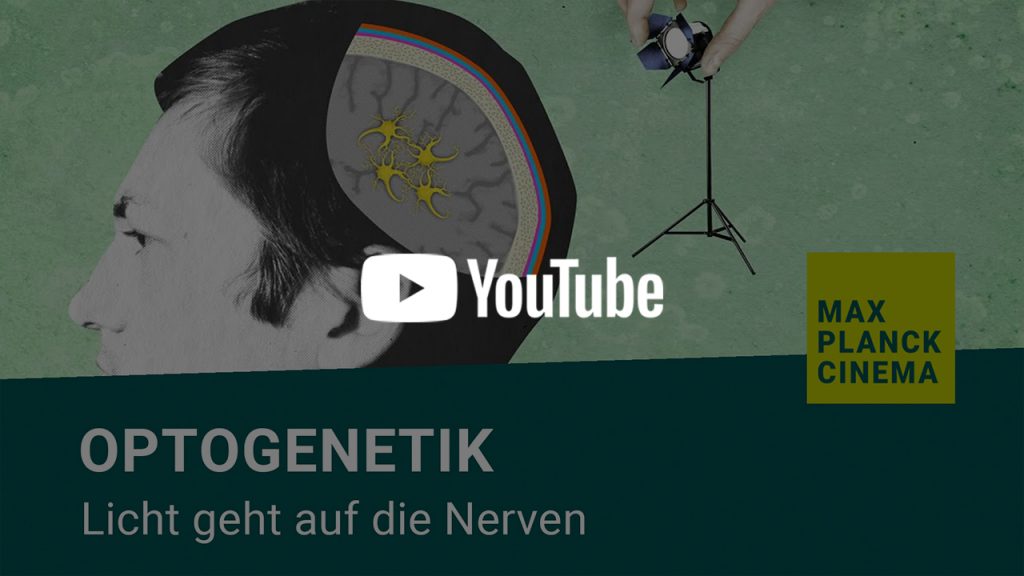 Optogenetik - Licht geht auf die Nerven | Max-Planck-Cinema