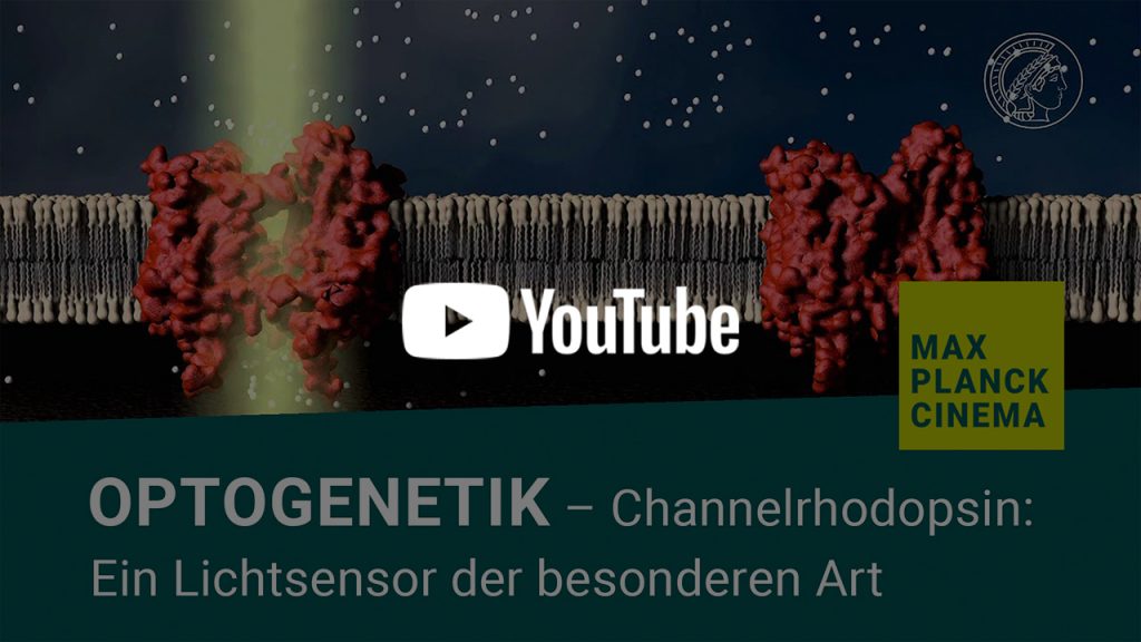 Optogenetik - Channelrhodopsin: Ein Lichtsensor der besonderen Art (Fast Forward Science 2015) | Max-Planck-Cinema